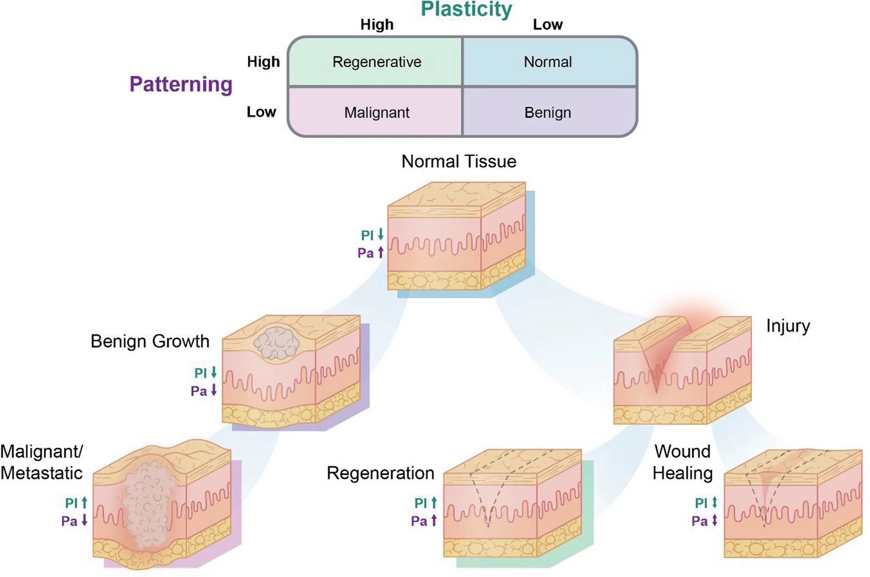 Biophysical control of plasticity and patterning in regeneration and ...